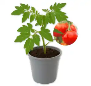 Balkontomate*