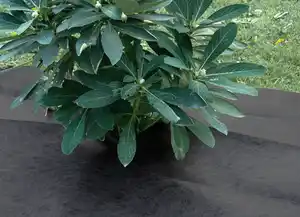 Grüner Jan Premium-Gartenvlies 1x15m