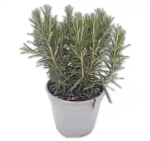 Versch. italienische Kräuter*