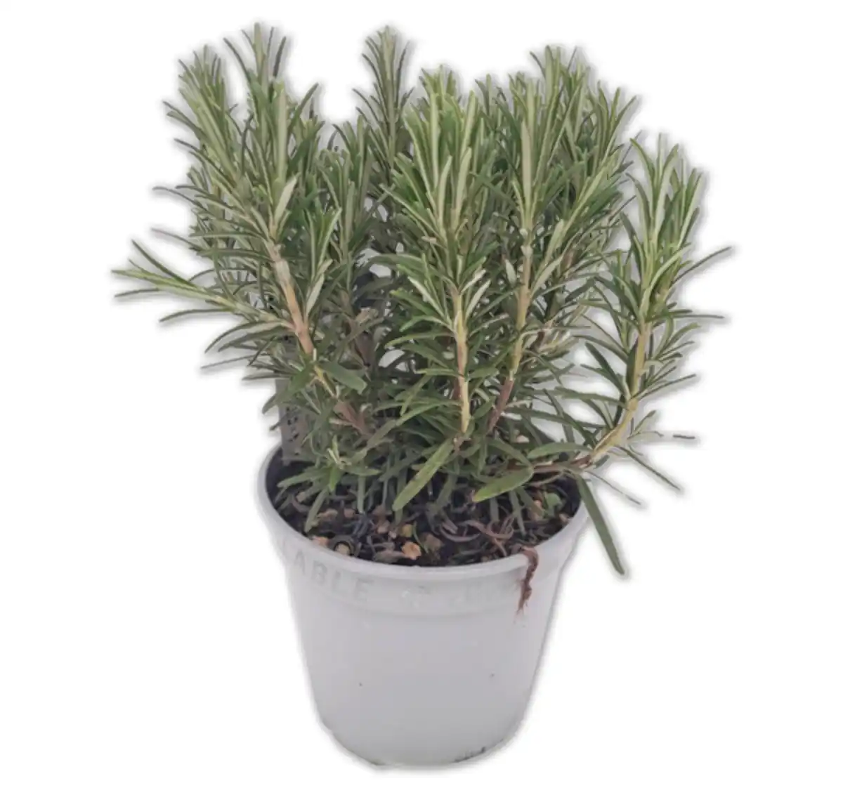 Bild 1 von Versch. italienische Kräuter*