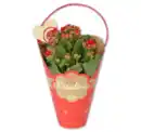 Bild 1 von Kalanchoe*