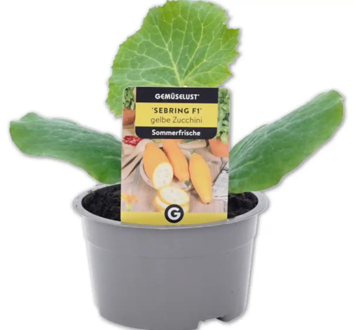 Bild 1 von Zucchini*