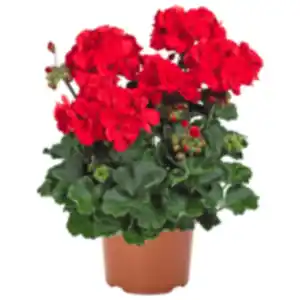 Geranie oder REWE Beste Wahl Nelke »Oscar«