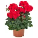 Bild 1 von Geranie oder REWE Beste Wahl Nelke »Oscar«