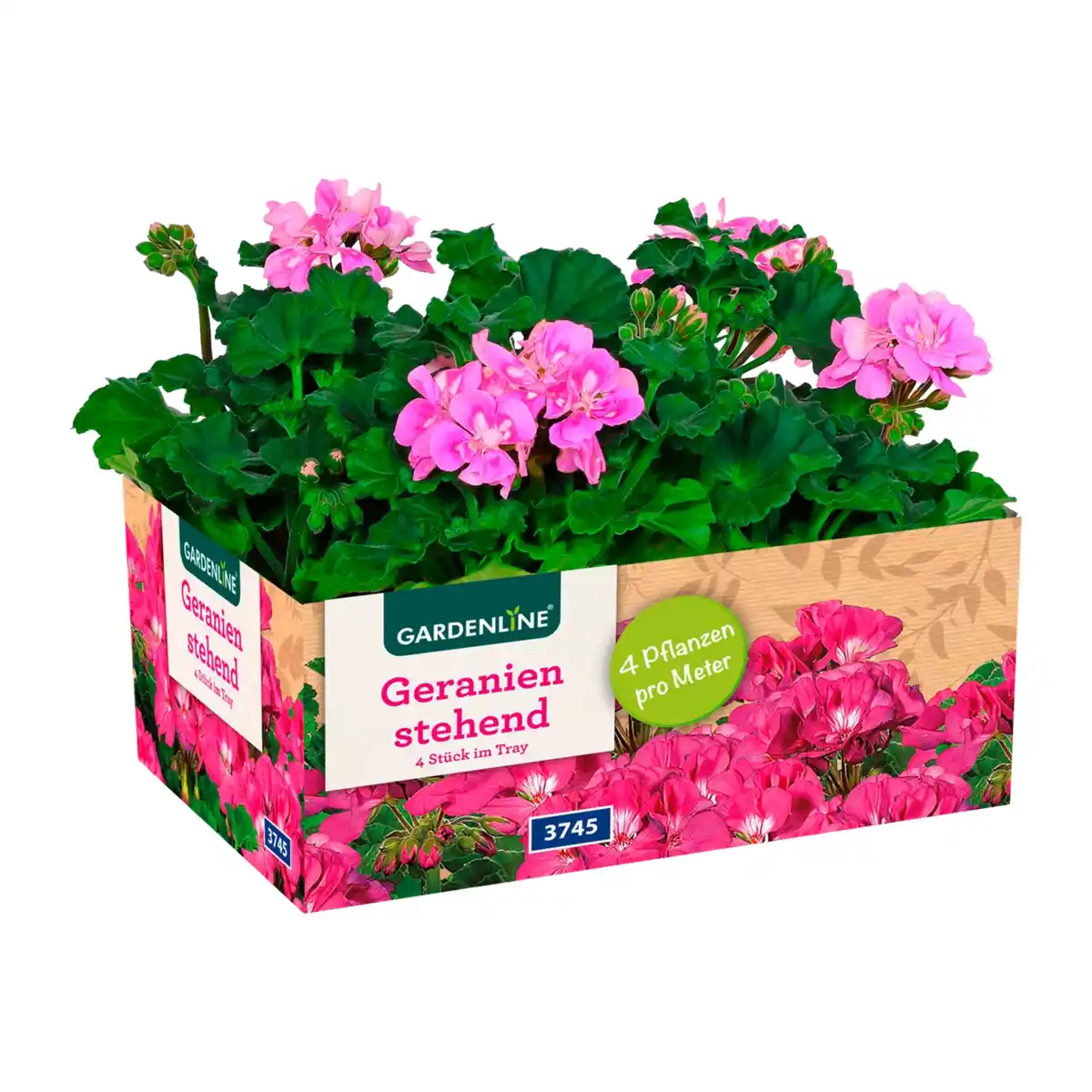 Bild 3 von GARDENLINE Geranien / Fuchsien
