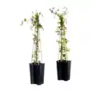 Bild 1 von GARDENLINE Clematis