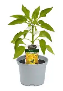 Paprika gelb 10,5 cm Topf