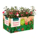 Bild 2 von GARDENLINE Geranien / Fuchsien