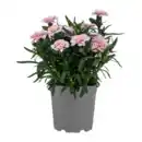 Bild 4 von GARDENLINE Nelke