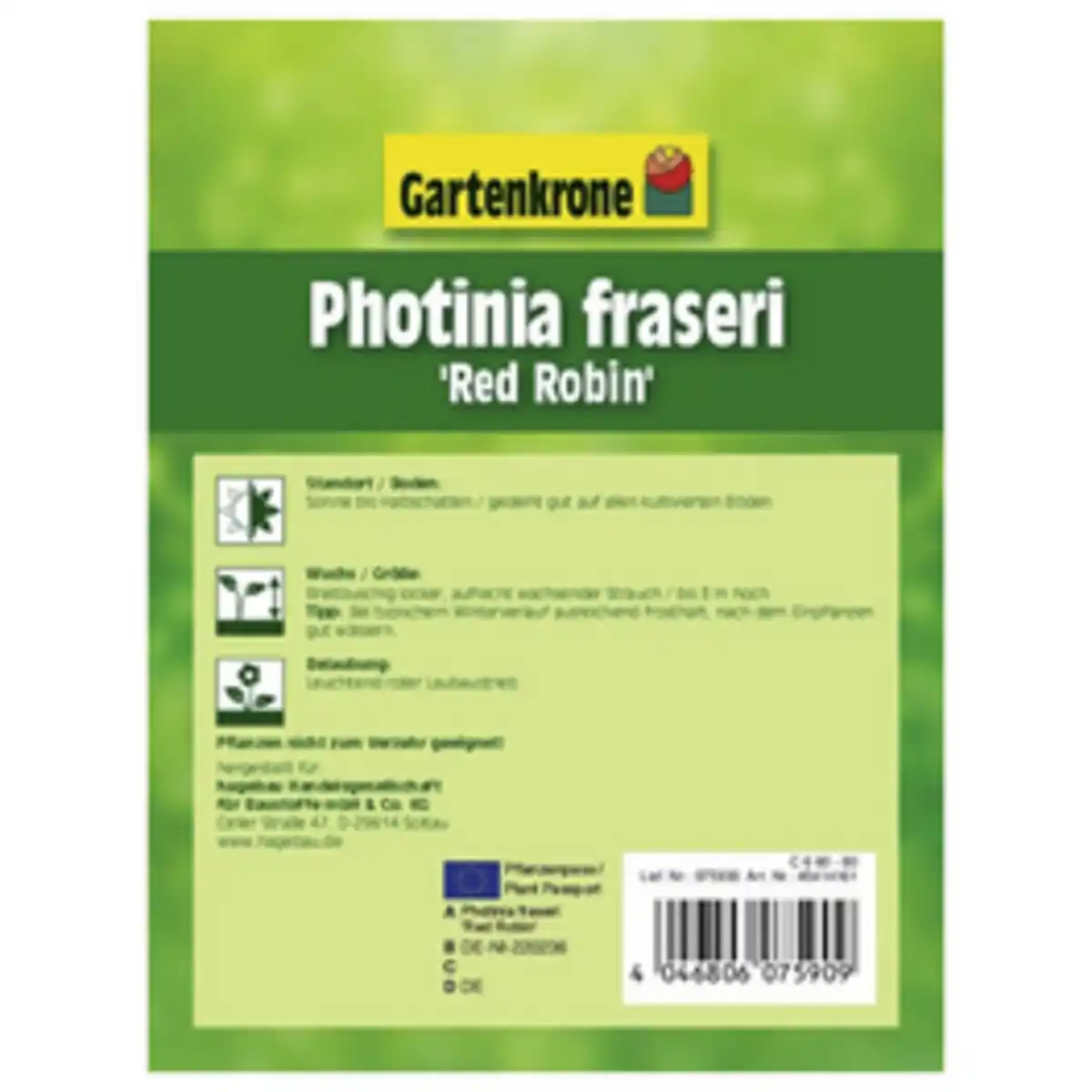 Bild 2 von Gartenkrone Glanzmispel, Photinia fraseri »Red Robin«, weiß, winterhart