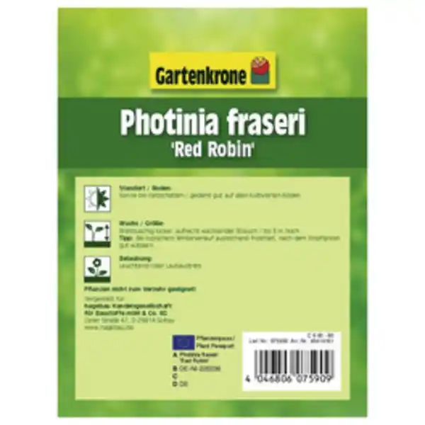 Bild 2 von Gartenkrone Glanzmispel, Photinia fraseri »Red Robin«, weiß, winterhart