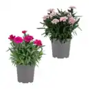 Bild 1 von GARDENLINE Nelke