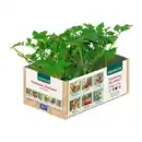 Bild 3 von GARDENLINE Tomatenpflanzen