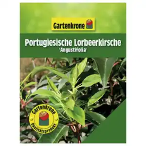 Gartenkrone Portugiesische Lorbeerkirsche, Prunus lusitanica »Angustifolia«, Blätter: grün, Blüten: weiß