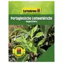 Bild 1 von Gartenkrone Portugiesische Lorbeerkirsche, Prunus lusitanica »Angustifolia«, Blätter: grün, Blüten: weiß