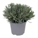 Bild 1 von GARDENLINE Lavendel (Lavandula angustifolia)