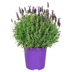 GARDENLINE Schopflavendel