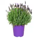 Bild 1 von GARDENLINE Schopflavendel