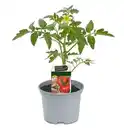 Bild 1 von Fleischtomate 10,5 cm Topf