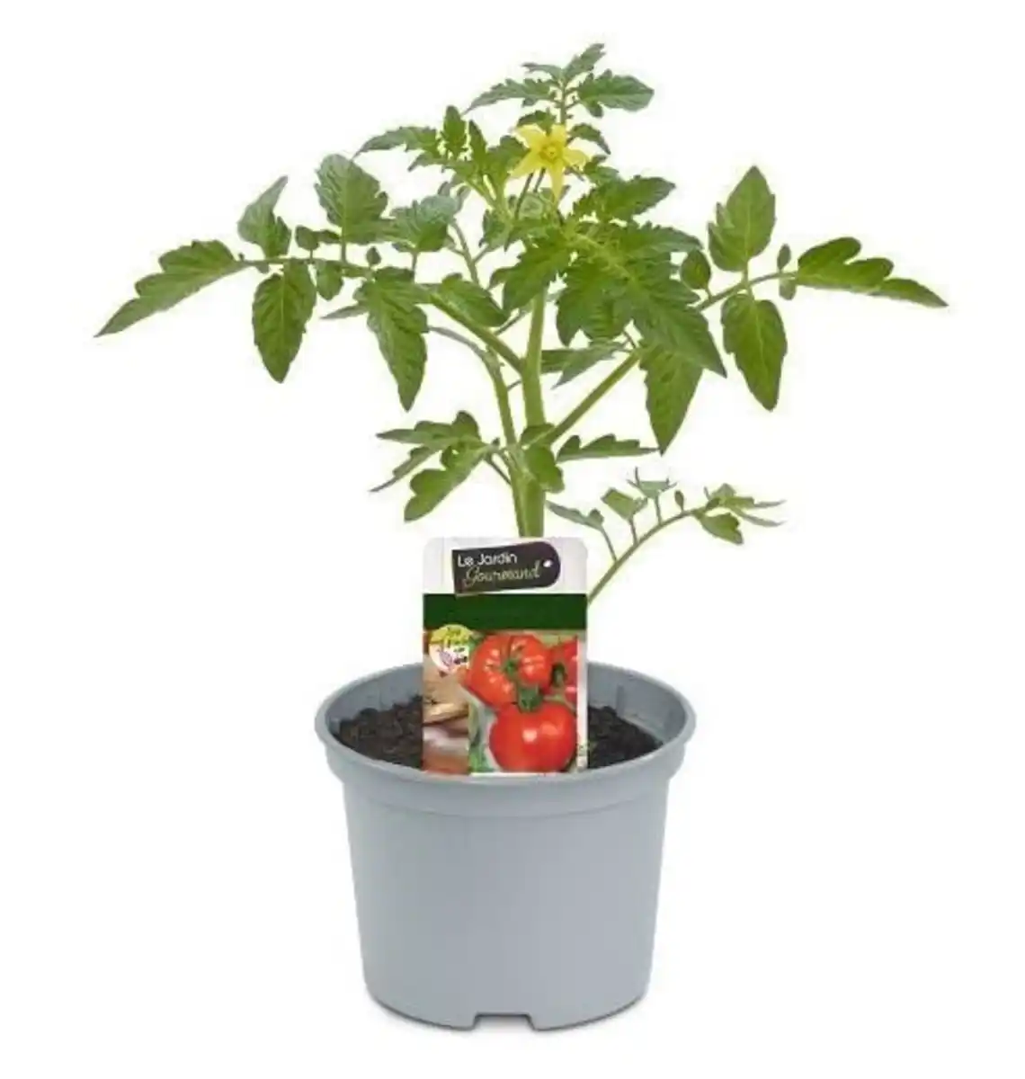 Bild 1 von Fleischtomate 10,5 cm Topf