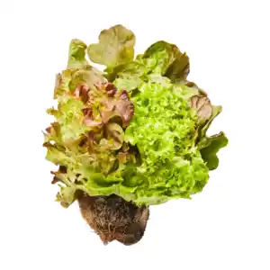 Salat mit Wurzelballen