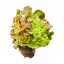 Bild 1 von Salat mit Wurzelballen