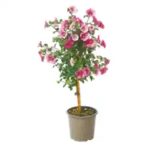 Blühendes Stämmchen oder Pyramide