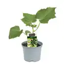 Bild 1 von Schlangengurke 10,5 cm Topf