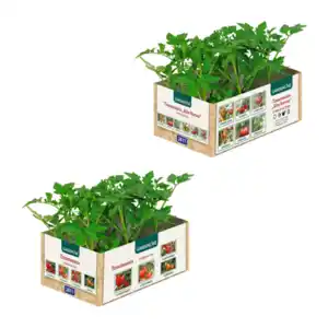 GARDENLINE Tomatenpflanzen