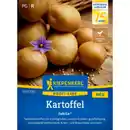 Bild 1 von Kiepenkerl Kartoffel Solanum Solanum tuberosum »Jubila F1«, einjährig