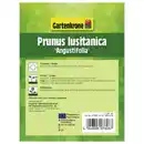 Bild 3 von Gartenkrone Portugiesische Lorbeerkirsche, Prunus lusitanica »Angustifolia«, Blätter: grün, Blüten: weiß