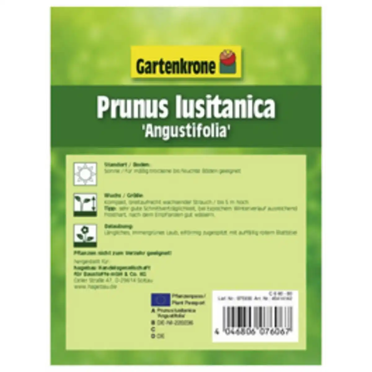 Bild 3 von Gartenkrone Portugiesische Lorbeerkirsche, Prunus lusitanica »Angustifolia«, Blätter: grün, Blüten: weiß