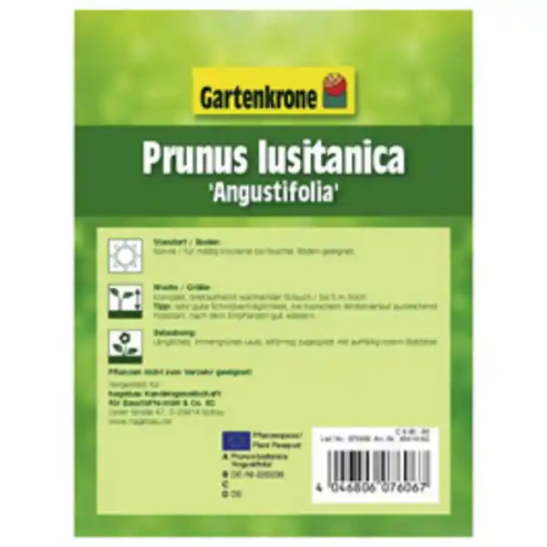 Bild 3 von Gartenkrone Portugiesische Lorbeerkirsche, Prunus lusitanica »Angustifolia«, Blätter: grün, Blüten: weiß