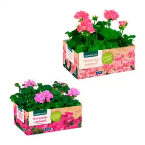 GARDENLINE Geranien / Fuchsien