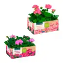 Bild 1 von GARDENLINE Geranien / Fuchsien
