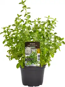 Einsteinkräuter Oregano vulgare 12 cm Topf