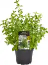 Bild 1 von Einsteinkräuter Oregano vulgare 12 cm Topf