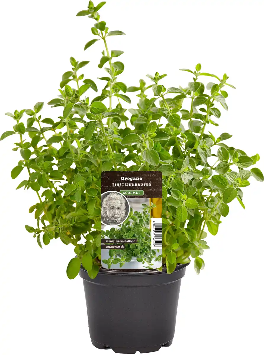 Bild 1 von Einsteinkräuter Oregano vulgare 12 cm Topf