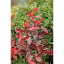 Bild 3 von Gartenkrone Glanzmispel Photinia fraseri »Red Select«