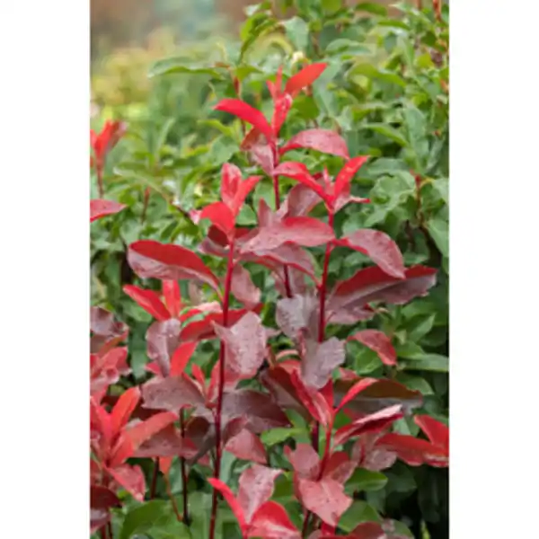 Bild 3 von Gartenkrone Glanzmispel Photinia fraseri »Red Select«