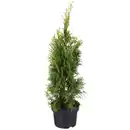 Bild 1 von Gartenkrone Lebensbaum, Thuja occidentalis »Smaragd«, winterhart