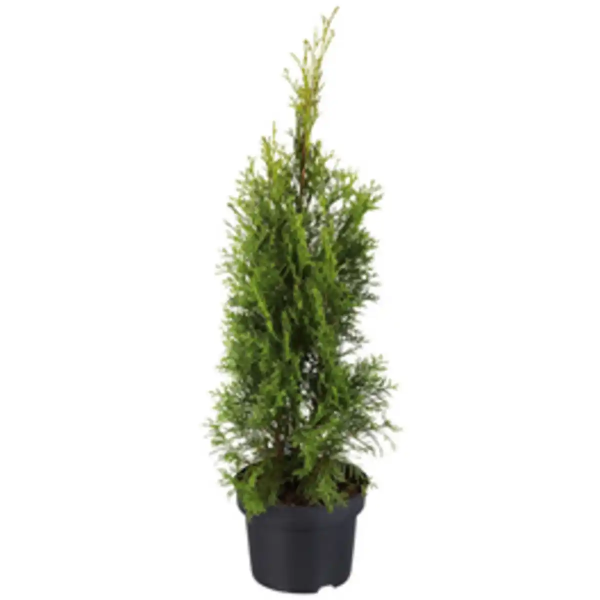 Bild 1 von Gartenkrone Lebensbaum, Thuja occidentalis »Smaragd«, winterhart