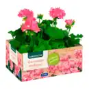 Bild 4 von GARDENLINE Geranien / Fuchsien
