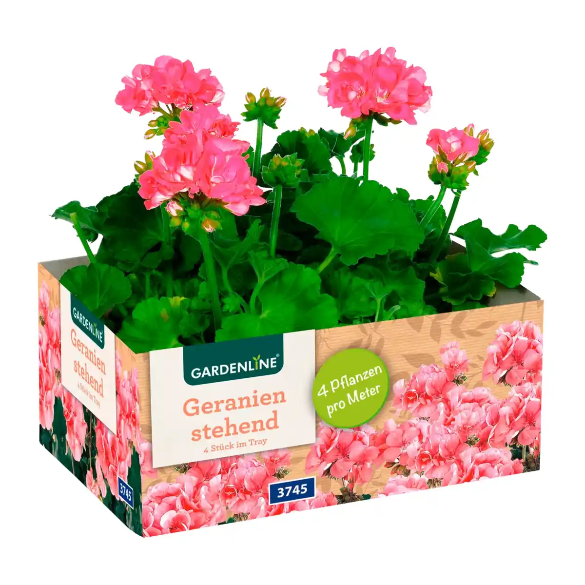 Bild 4 von GARDENLINE Geranien / Fuchsien