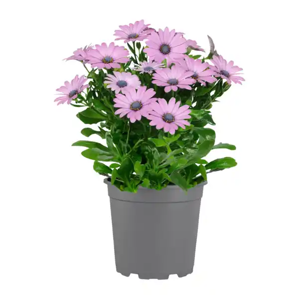 Bild 4 von GARDENLINE Kapmargerite