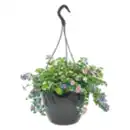 Bild 1 von XXL Blumenampeln