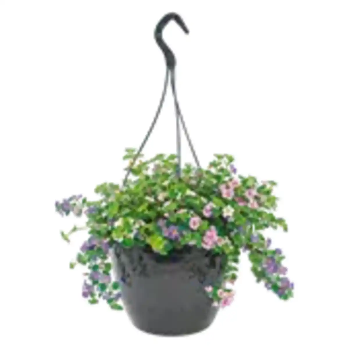 Bild 1 von XXL Blumenampeln