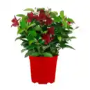 Bild 3 von GARDENLINE Dipladenia-Busch