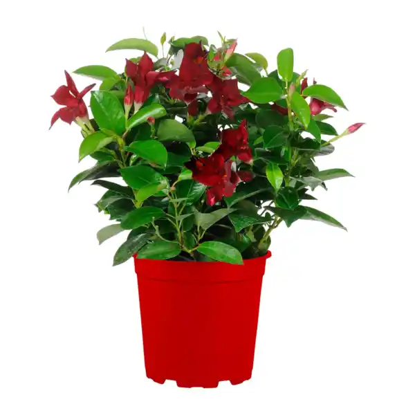 Bild 3 von GARDENLINE Dipladenia-Busch