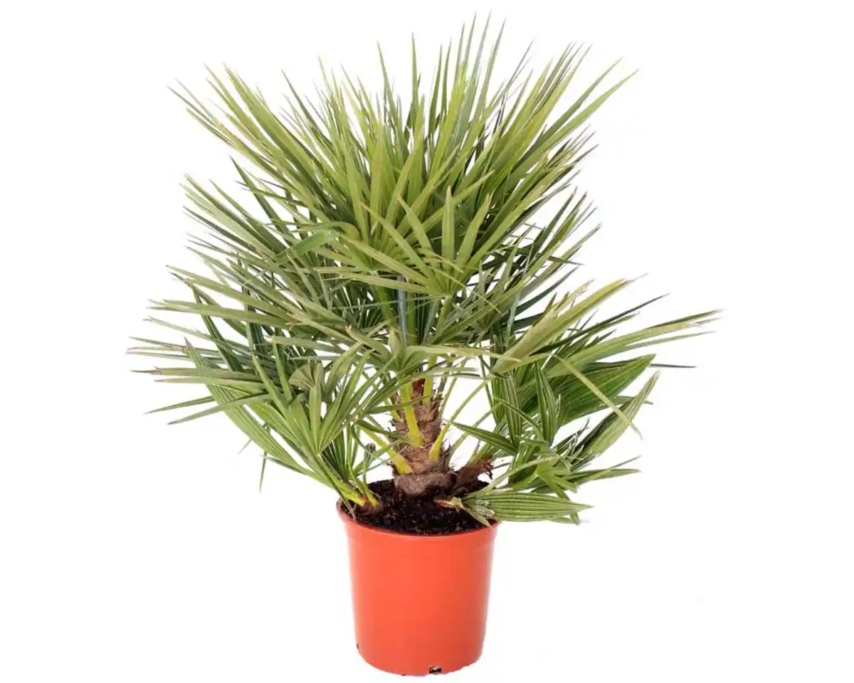 Bild 1 von Fächerpalme Washingtonia Robusta H ca. 60 - 80 cm 20 cm Topf